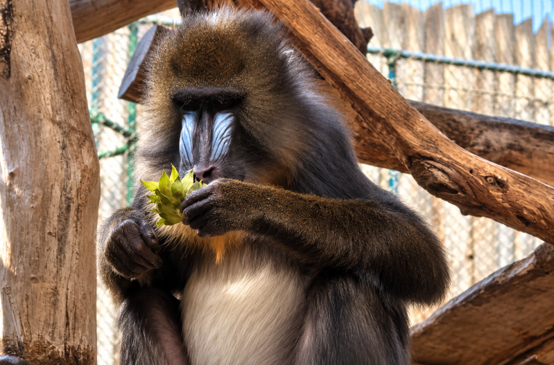 Mandrill beim Fressen im Gehege 09/26 ©Ronny Morgner