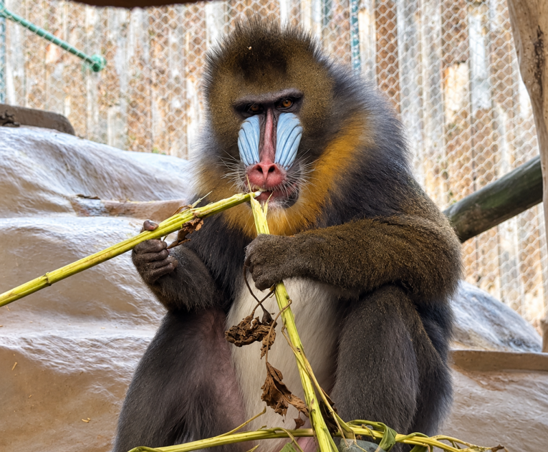 Mandrill beim Knabbern an einem Bambusast 09/26 ©Ronny Morgner