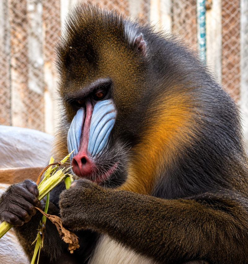 Mandrill beim Schälen von Pflanzenstängeln 09/26 ©Ronny Morgner