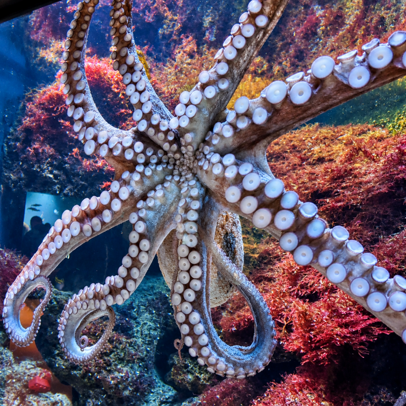 Farbenprächtiger Oktopus im Aquarium 08/26 ©Ronny Morgner