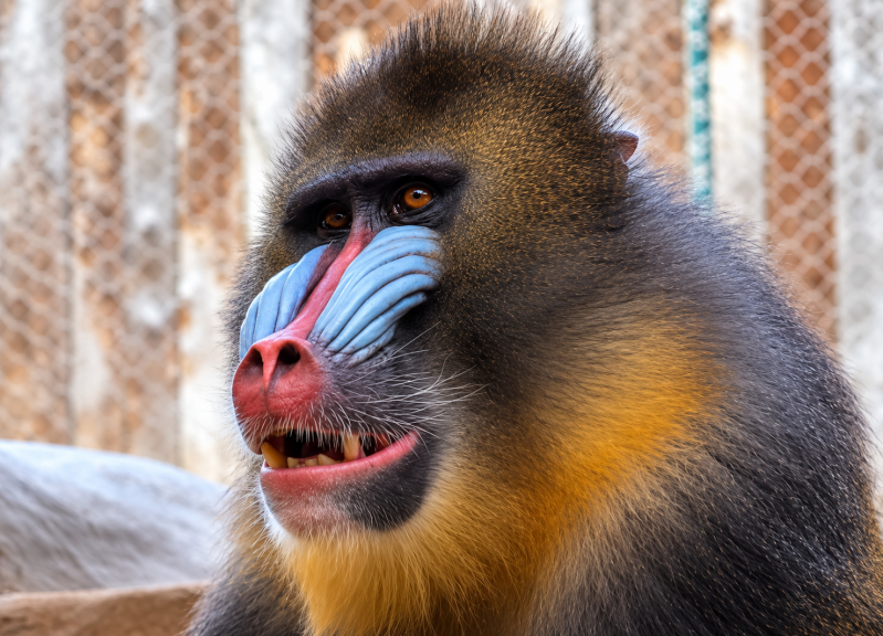 Mandrill mit leuchtenden Gesichtsfarben 09/26 ©Ronny Morgner