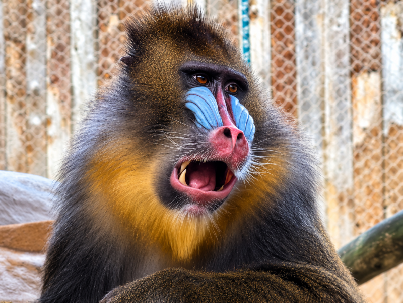 Porträt eines farbenprächtigen Mandrills 09/26 ©Ronny Morgner