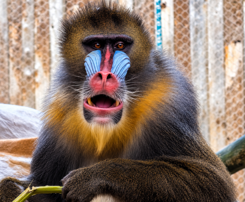 Überraschter Mandrill im Zoo-Gehege 09/26 ©Ronny Morgner