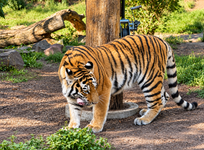 Majestätischer Tiger im Grünen 09/26 ©Ronny Morgner