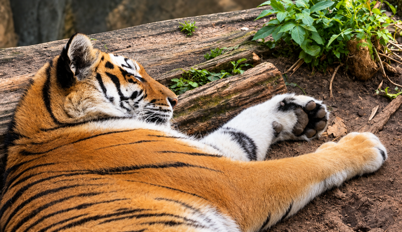 Ruhender Tiger auf verwitterten Baumstämmen 09/26 ©Ronny Morgner