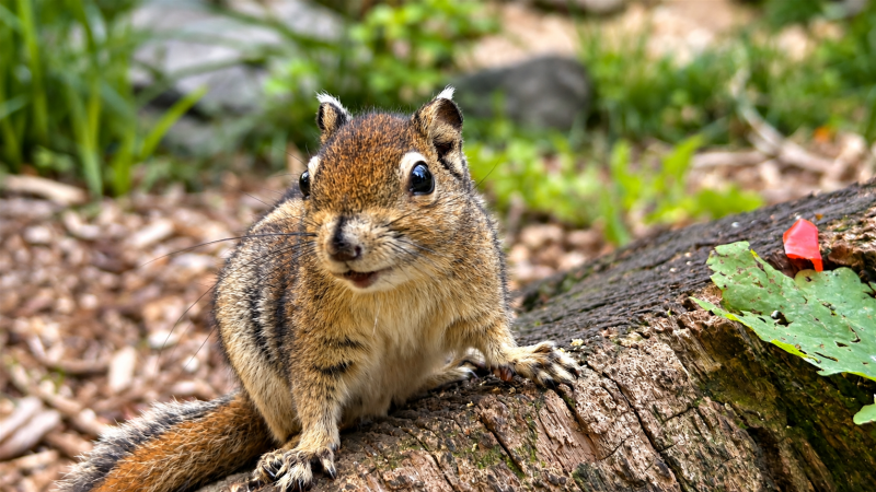 NeugiStreifenhörnchen auf bemoostem Baumstamm