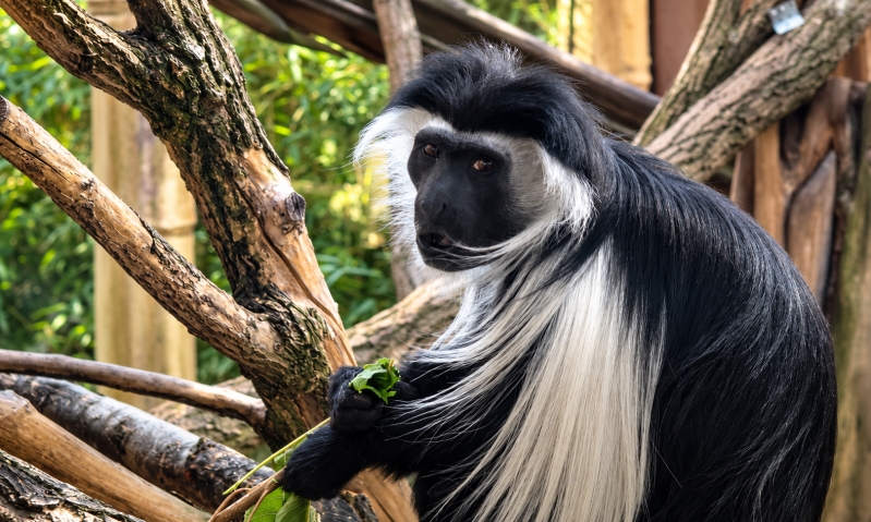 Schwarzweißer Colobus zwischen Ästen 09/26 ©Ronny Morgner