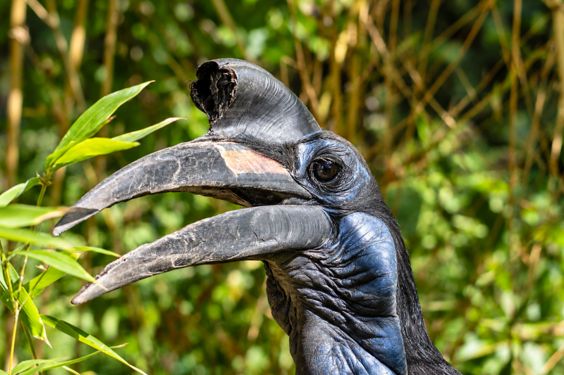 Nahaufnahme eines Hornvogels im Bambusdschungel 09/26 ©Ronny Morgner