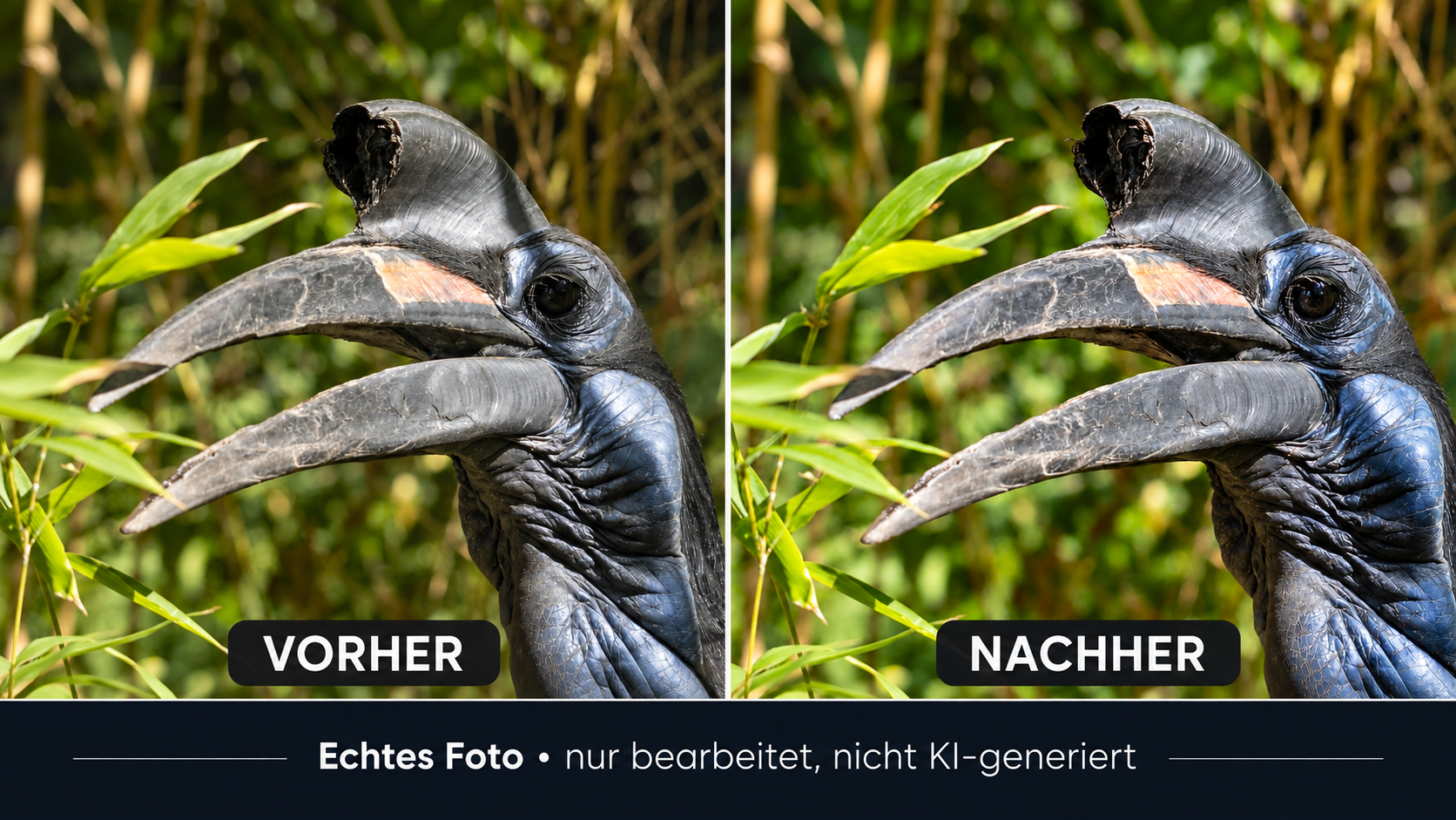 Hornvogel vorher und nachher
