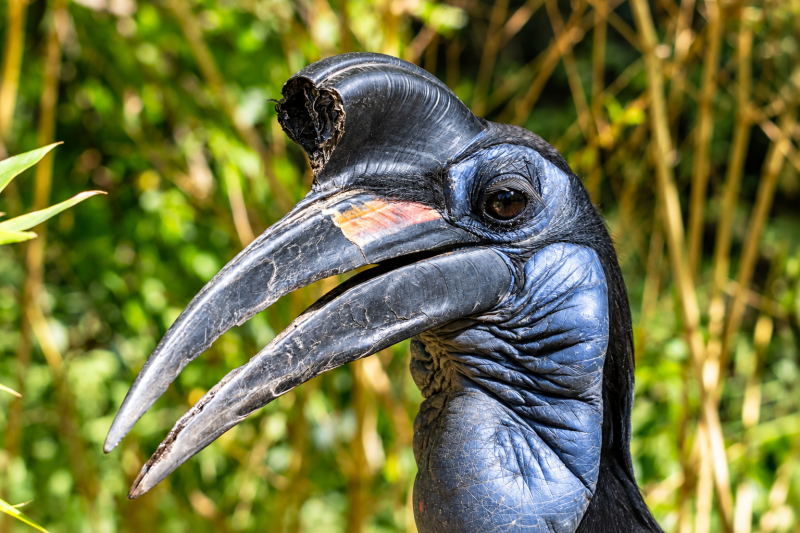 Nahaufnahme eines majestätischen Hornvogels 09/26 ©Ronny Morgner
