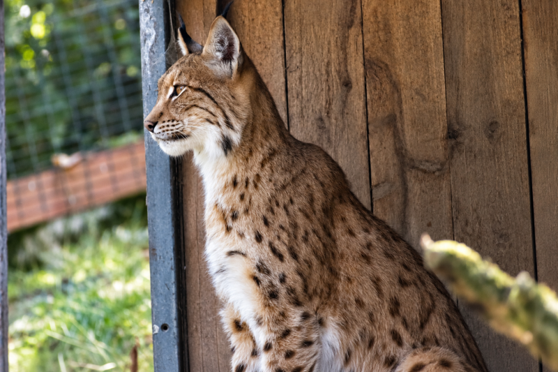 Aufmerksamer Luchs am Holzzaun 09/26 ©Ronny Morgner