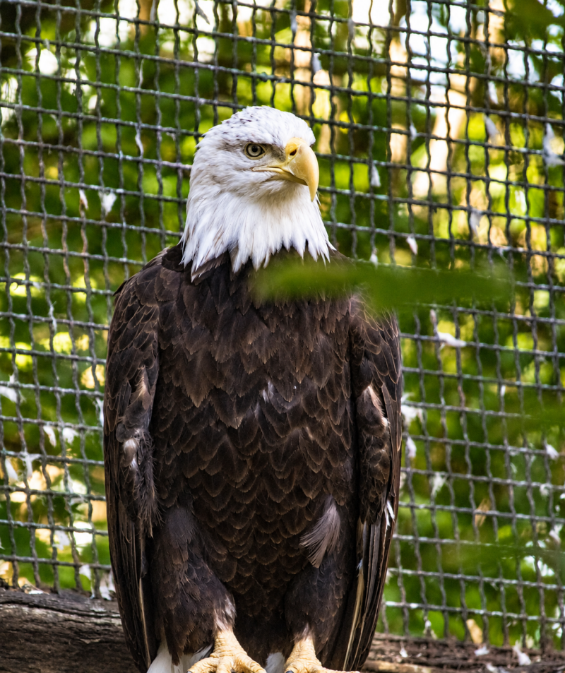 Weißkopfseeadler im grünen Gehege 09/26 ©Ronny Morgner