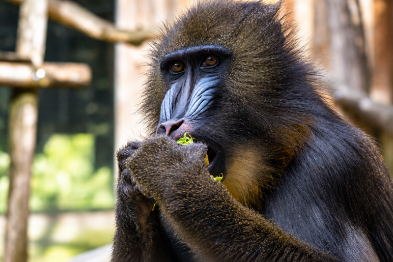 Mandrill beim Fressen von Grünzeug 09/26 ©Ronny Morgner
