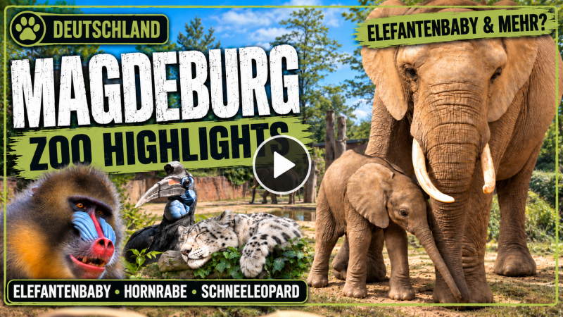 Video zu Magdeburger Zoo