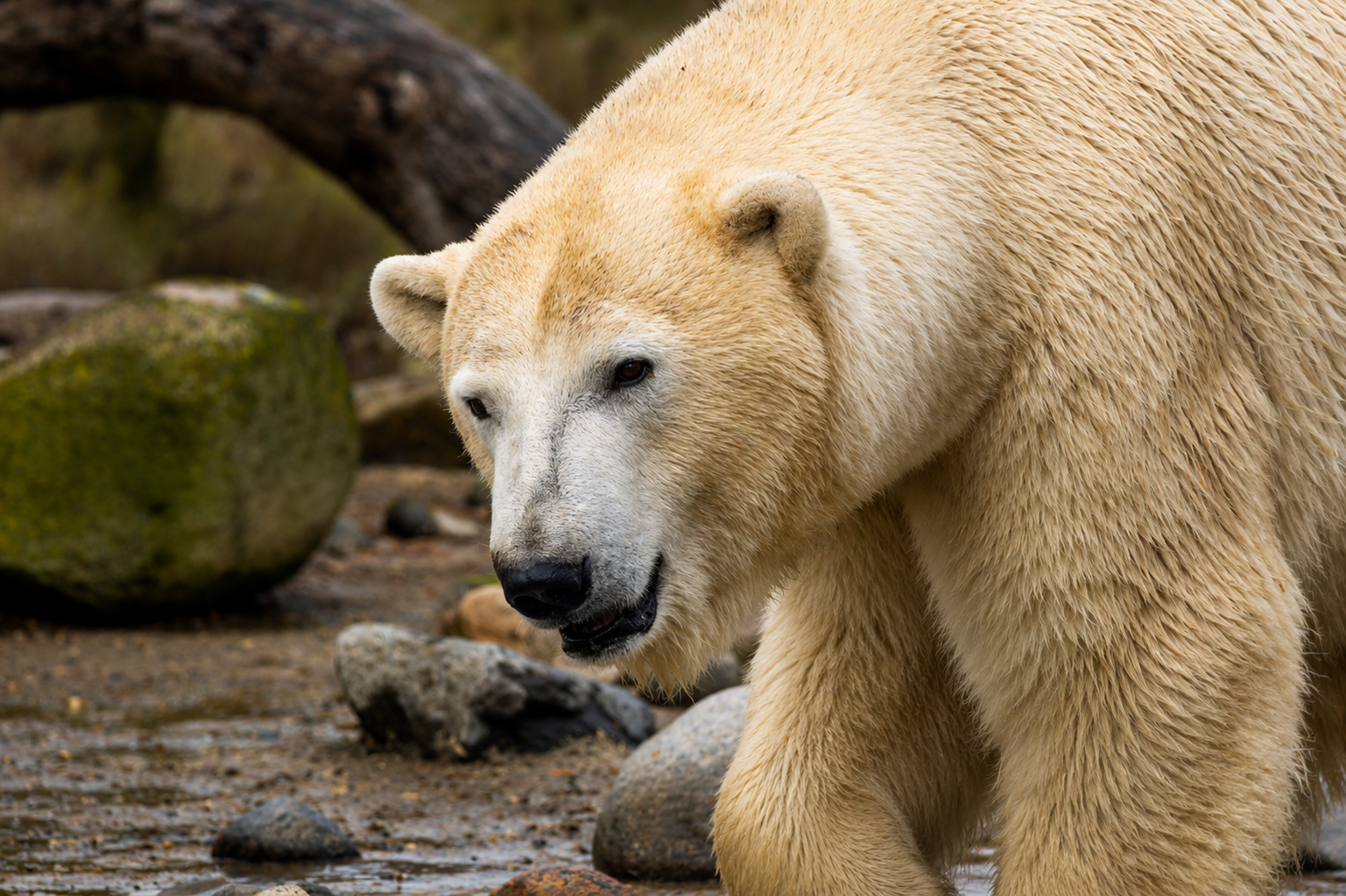 Eisbär Porträt