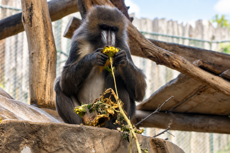 Mandrill knabbert an verwelkter Blüte