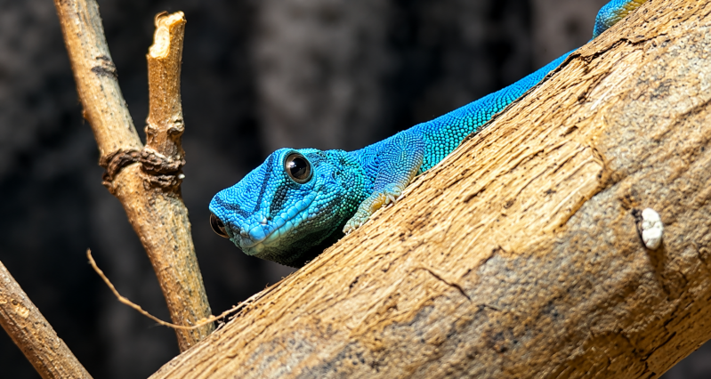Türkisblauer Gecko auf verwittertem Ast