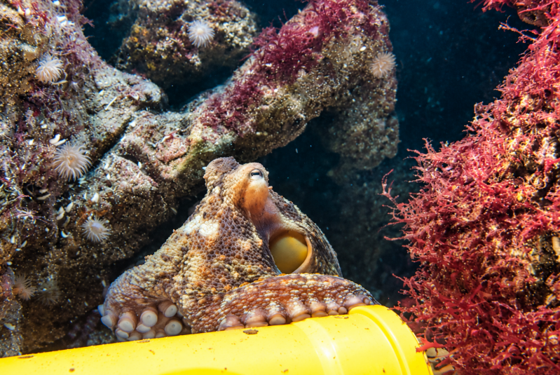 Oktopus auf gelber Unterwasserpipeline 08/26 ©Ronny Morgner