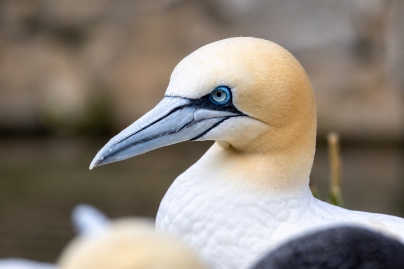 Porträt eines Basstölpels mit blauem Auge 08/26 ©Ronny Morgner