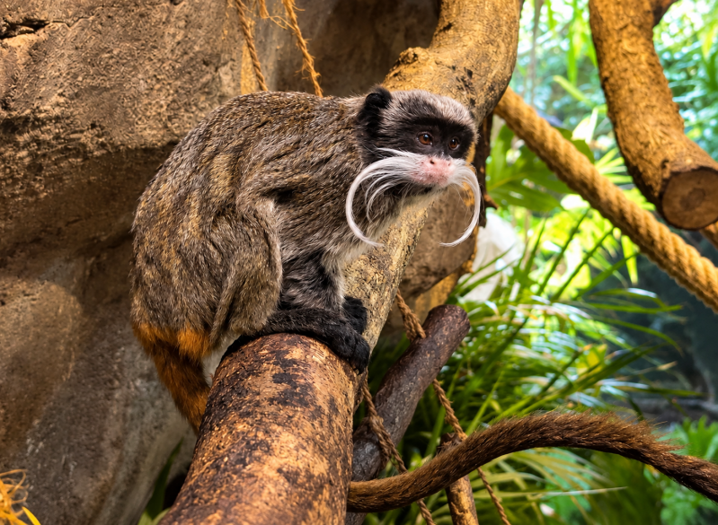 Kaiser-Tamarin auf einem Ast 08/26 ©Ronny Morgner