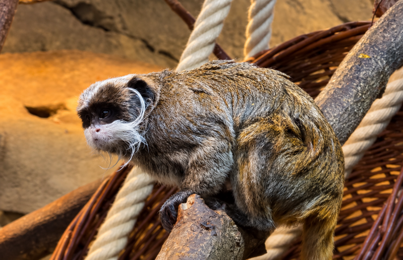 Kaiser-Tamarin auf dem Ast 08/26 ©Ronny Morgner