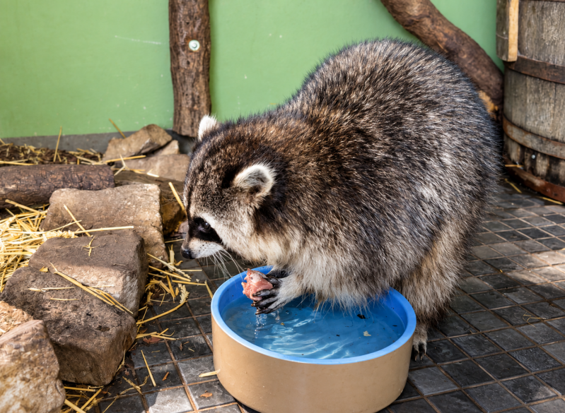 Waschbär beim Pfotenbad 08/26 ©Ronny Morgner