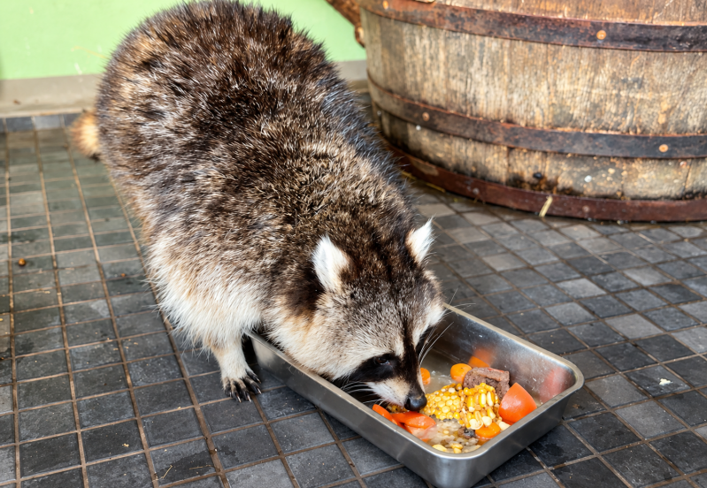 Waschbär beim Fressen am Futtertrog 08/26 ©Ronny Morgner