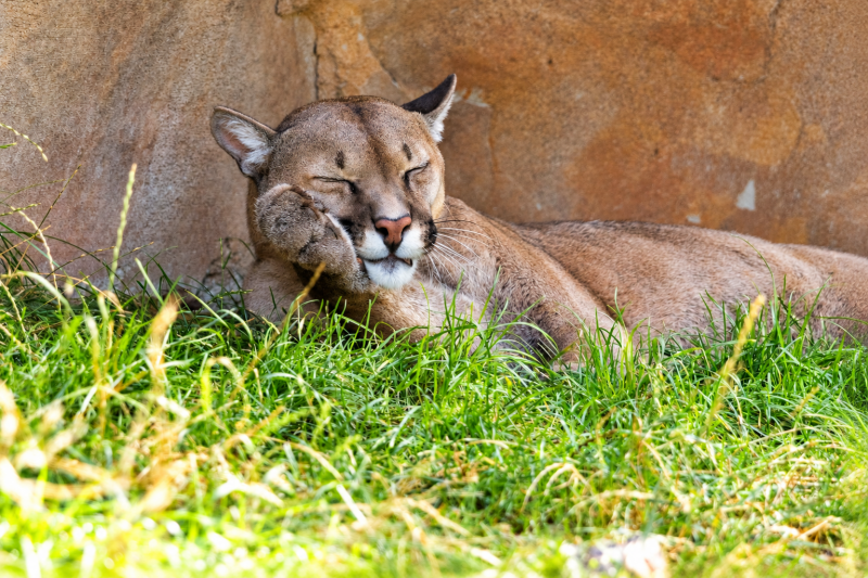 Schlafender Puma im Gras 08/26 ©Ronny Morgner