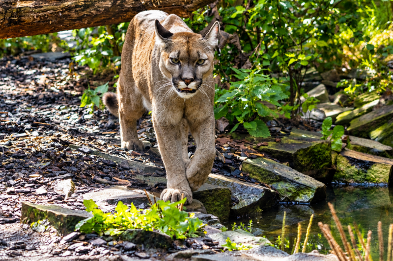 Puma auf sonnigem Waldpfad 08/26 ©Ronny Morgner