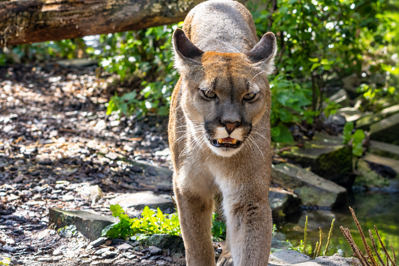 Nahaufnahme eines schreitenden Pumas im Gehege 08/26 ©Ronny Morgner