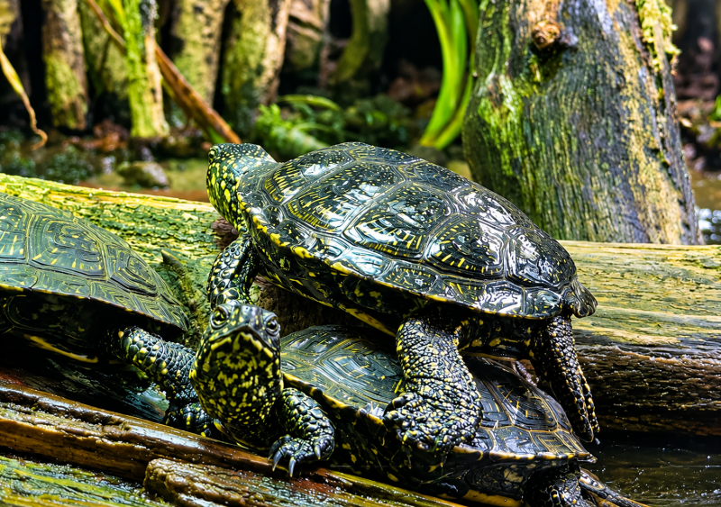 Glänzende Schildkröten auf moosigem Treibholz 08/26 ©Ronny Morgner