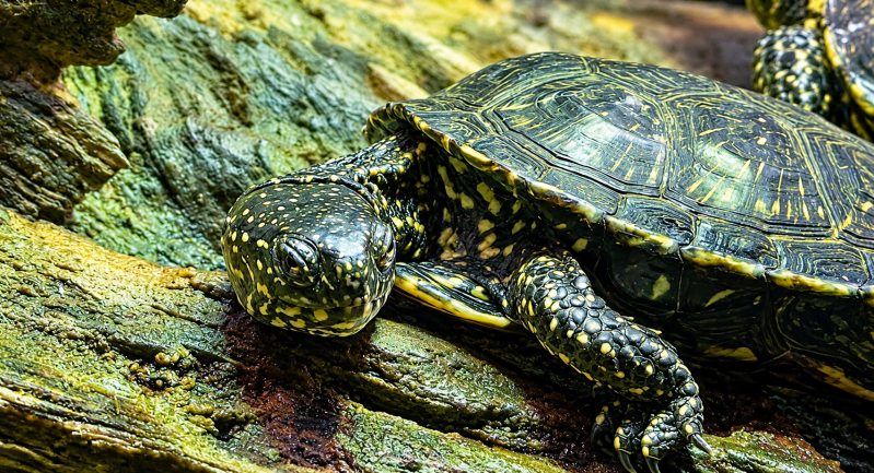 Ruhende Schildkröte auf Algenfelsen 08/26 ©Ronny Morgner