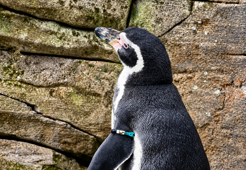 Humboldt-Pinguin vor Felswand 08/26 ©Ronny Morgner