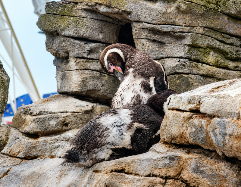 Ruhende Pinguine auf felsigem Untergrund 08/26 ©Ronny Morgner