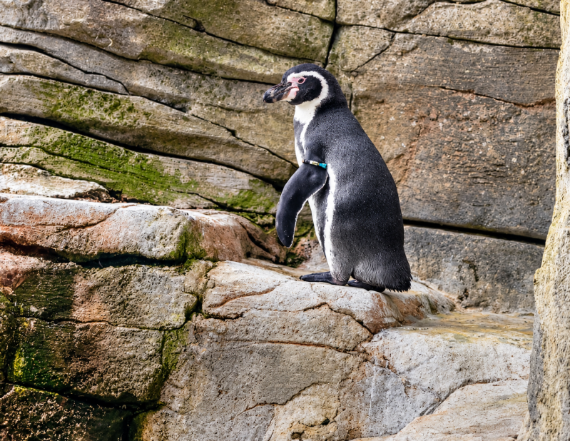 Pinguin auf felsigem Zoo-Terrain 08/26 ©Ronny Morgner