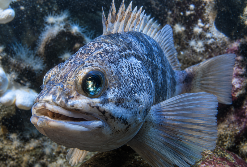 Porträt eines blau-grauen Rifffisches 08/26 ©Ronny Morgner