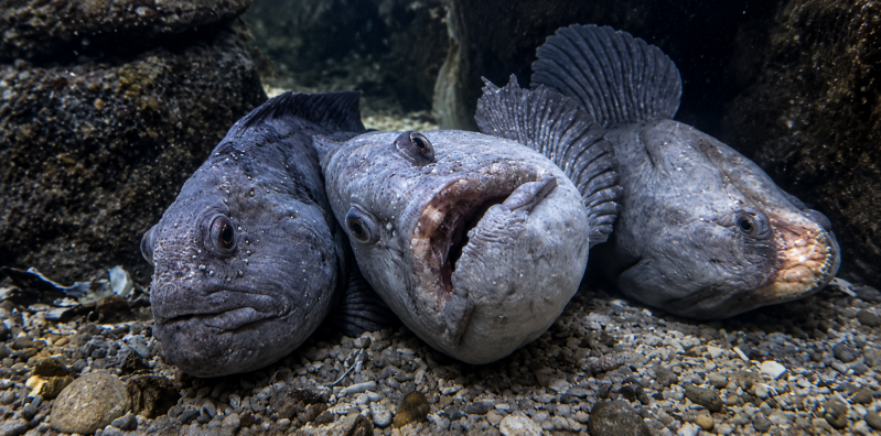 Drei Seewolf Fische im dunklen Felsspalt 08/26 ©Ronny Morgner