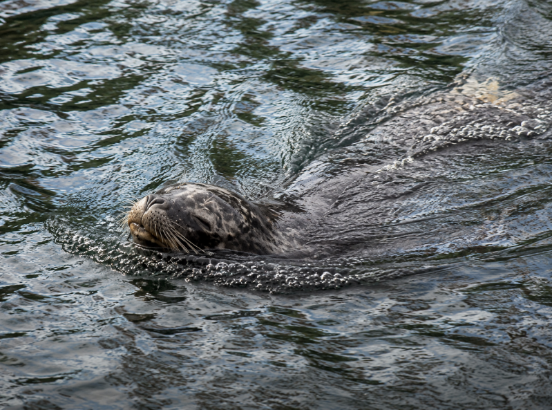 Ruhiger Seehund im schimmernden Wasser 08/26 ©Ronny Morgner