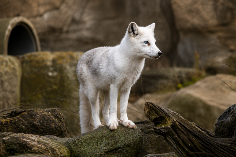 Weißer Polarfuchs auf moosigem Felsen 08/26 ©Ronny Morgner