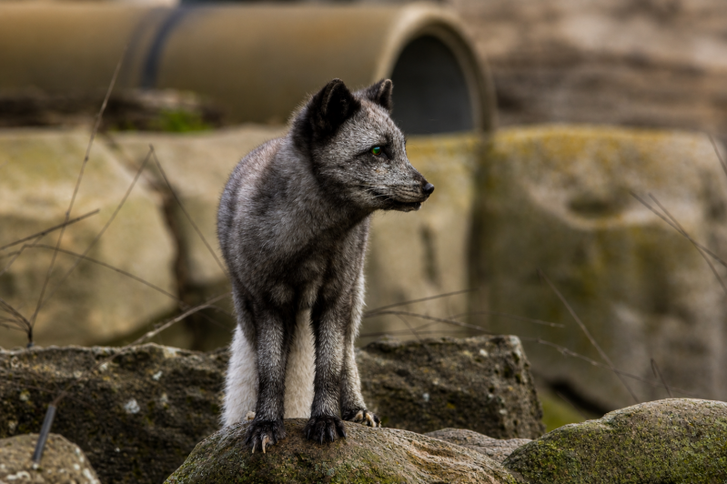 Wachsamer Polarfuchs auf moosigem Felsen 08/26 ©Ronny Morgner