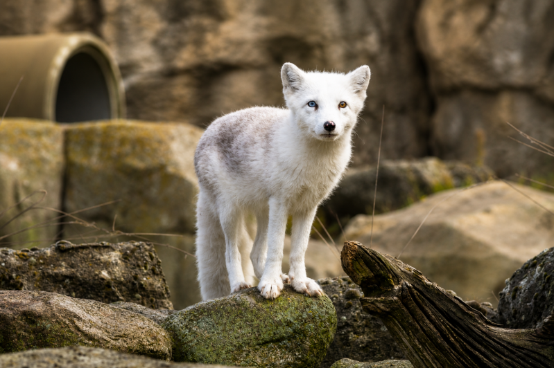 Weißer Polarfuchs auf moosigem Felsen 08/26 ©Ronny Morgner