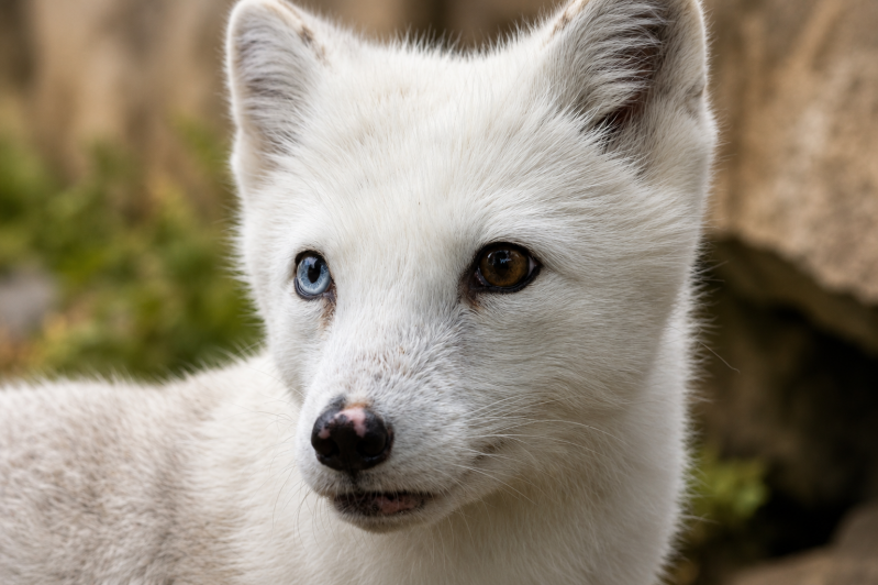 Arktisfuchs mit verschiedenfarbigen Augen 08/26 ©Ronny Morgner