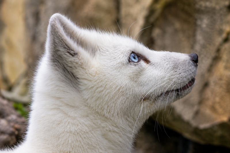 Weißer Polarfuchs im Seitenprofil 08/26 ©Ronny Morgner