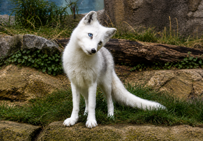 Neugieriger Polarfuchs im Felsbiotop 08/26 ©Ronny Morgner