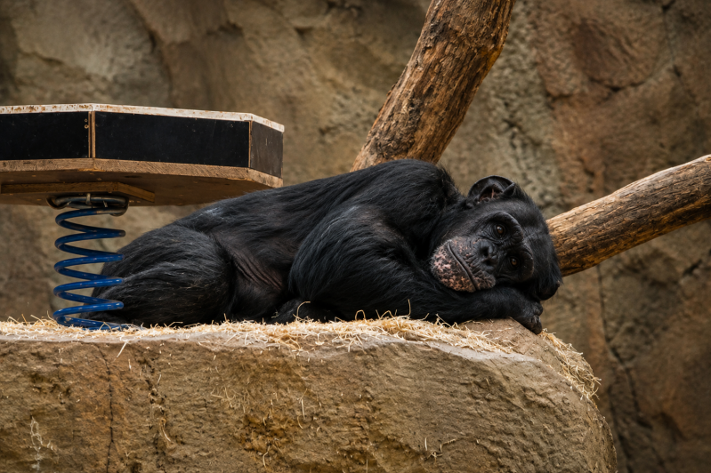 Ruhender Schimpanse im Zoo-Gehege 08/26 ©Ronny Morgner