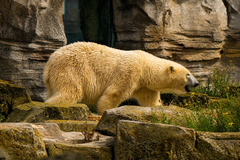 Eisbär auf felsigem Pfad 08/26 ©Ronny Morgner