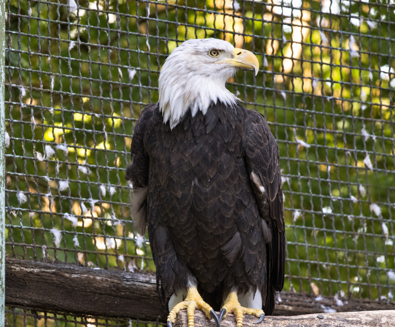 Wachsamer Weißkopfseeadler im Gehege 09/26 ©Ronny Morgner