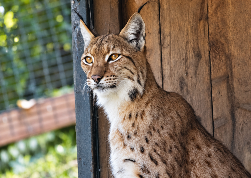Regaler Luchs im Holzkäfig 09/26 ©Ronny Morgner