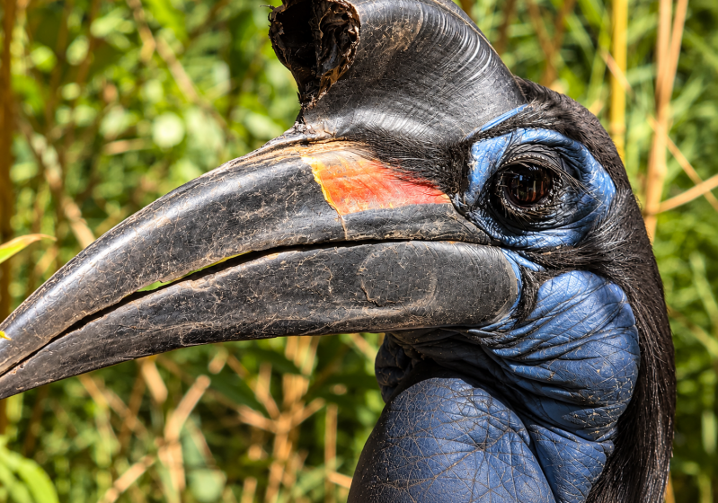 Nahaufnahme eines Hornvogels im Profil 09/26 ©Ronny Morgner