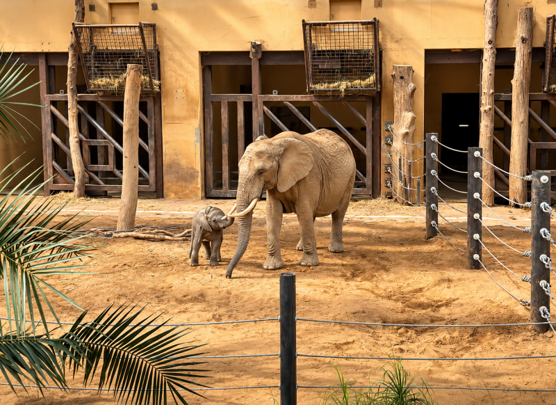 Elefantenfamilie im sonnigen Zoo-Gehege 09/26 ©Ronny Morgner